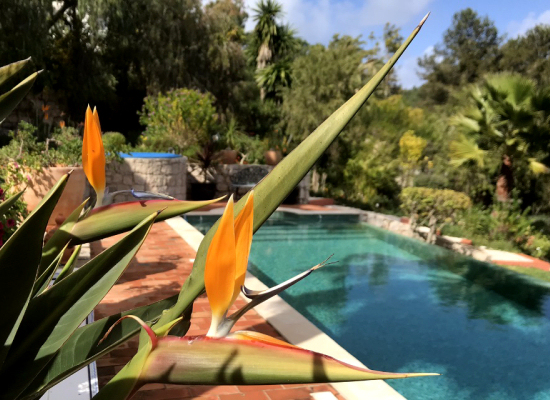 Casa Palmeira, Algarve, Portugal